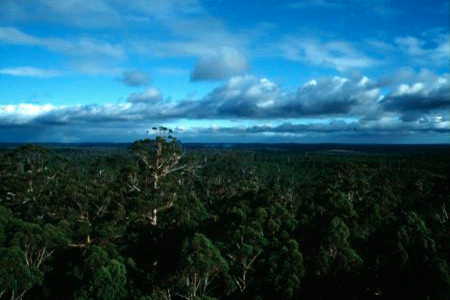 Ausblick vom Gloucester Tree