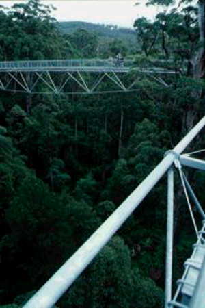 Valley of Giants - Top Tree Walk