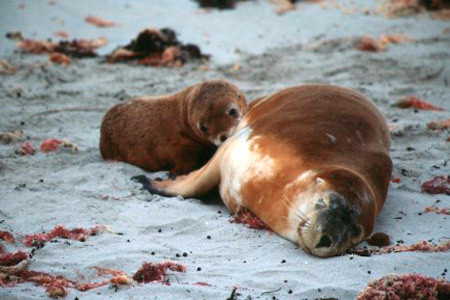 Seelöwenkolonie auf Kangaroo Island