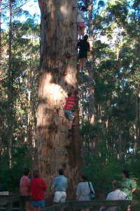 rund um den Gloucester Tree