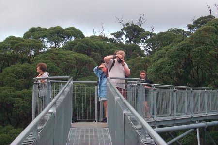 Valley of Giants - Top Tree Walk