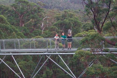 Valley of Giants - Top Tree Walk