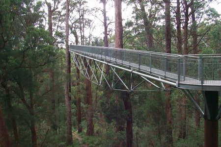 Valley of Giants - Top Tree Walk