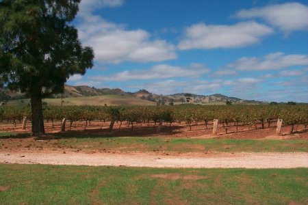 im Barossa Valley