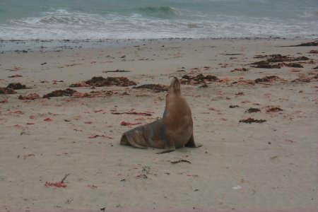 Seelöwenkolonie auf Kangaroo Island