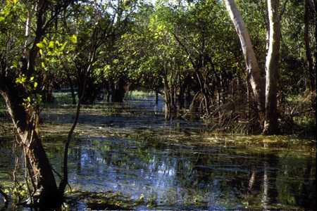 Bäume und Büsche im Yellow Water Billabong