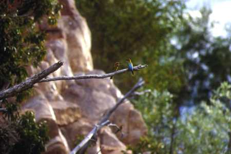 Kingfisher in der der Katherine Gorge