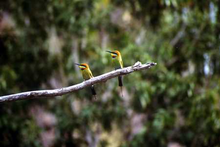 Kingfisher in der der Katherine Gorge