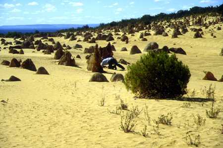 im Nambung NP (Pinnacles)