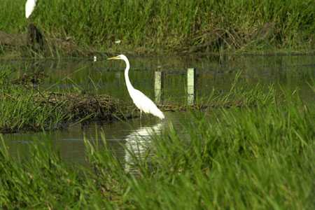 Fotos von Tieren und Pflanzen im Yellow Water Billabong