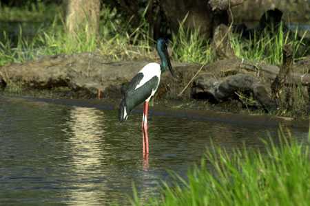 Fotos von Tieren und Pflanzen im Yellow Water Billabong