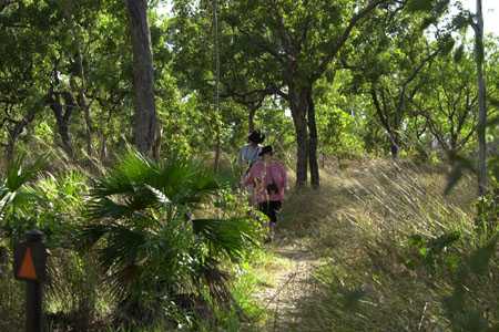 ein kurzer Walk im Bush