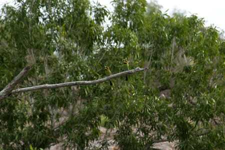 Kingfisher in der der Katherine Gorge