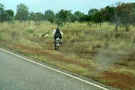 auf dem Highway in Richtung Kununurra