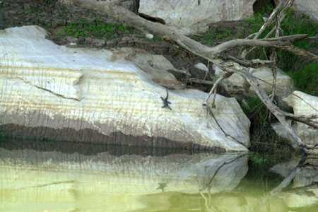 Krokodile in der Geiki Gorge