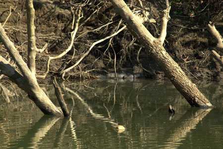 Krokodile in der Geiki Gorge