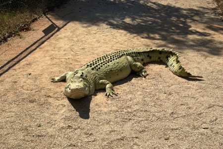 Malcolm Douglas Krokodil Park