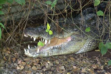 Malcolm Douglas Krokodil Park