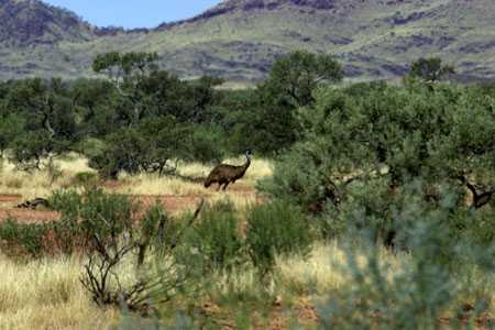 Emus am Wegesrand