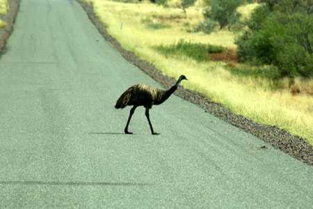 Emus am Wegesrand