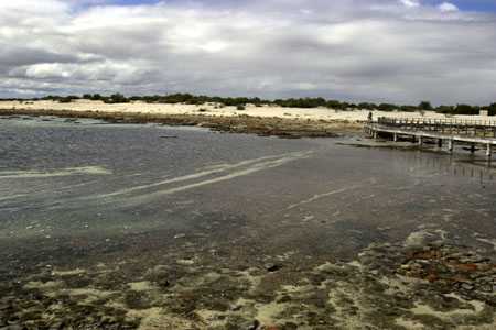 Stromatoliten im Hamelin Pool