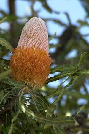 eine Banksia