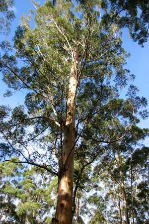 der Gloucester Tree