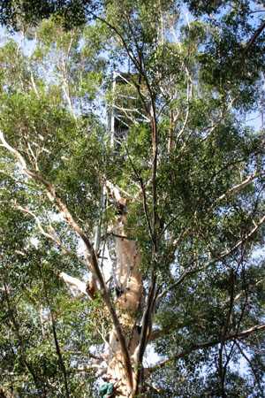 der Gloucester Tree