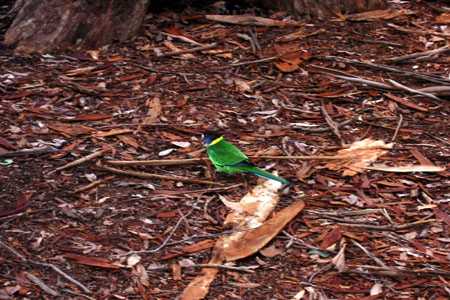 Vögel am Gloucester Tree