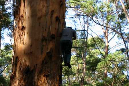 der Aufstieg auf den Gloucester Tree