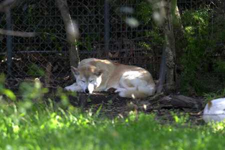 Sparziergang im Zoo