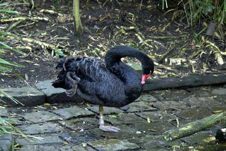 Sparziergang im Zoo