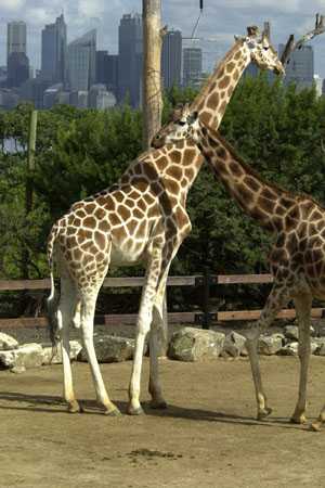 Sparziergang im Zoo