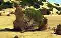 im Nambung NP (Pinnacles)